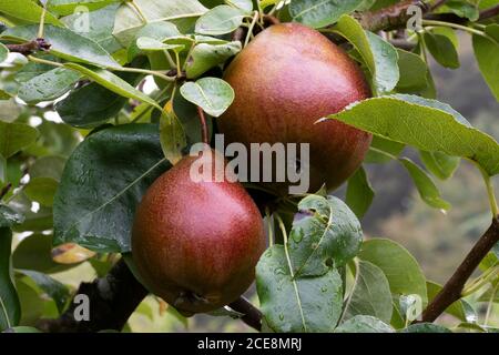 Nahaufnahme von zwei reifen Birnen `Black Worcester` Früchten auf einem Ast, bedeckt mit Morgentau, zwischen frischen grünen Blättern. Stockfoto